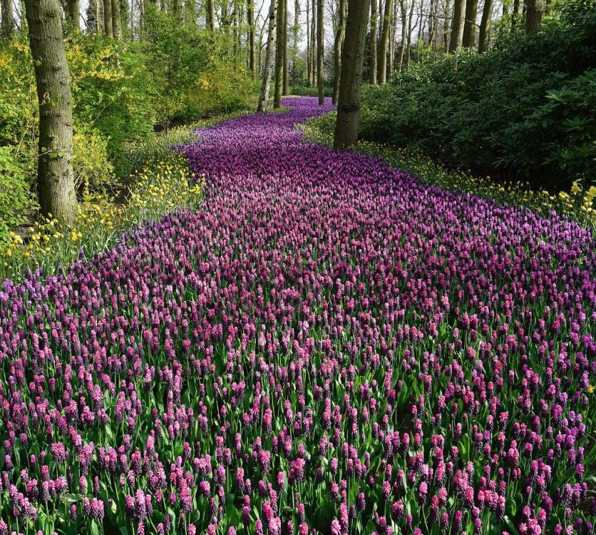 Limerick Story Flower Path