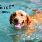 Life is ruff on your own defeat